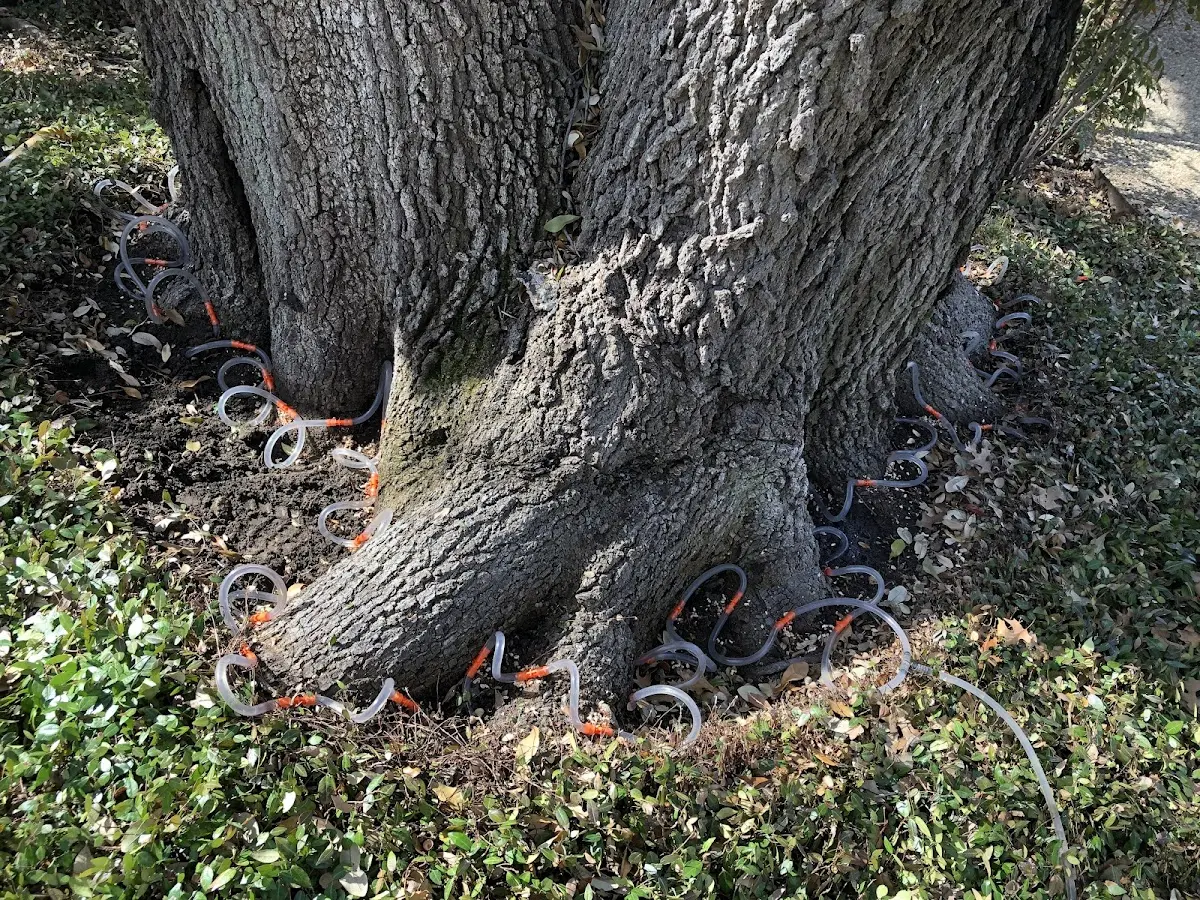 Detailed Tree Cabling and Bracing job site in Sewickley