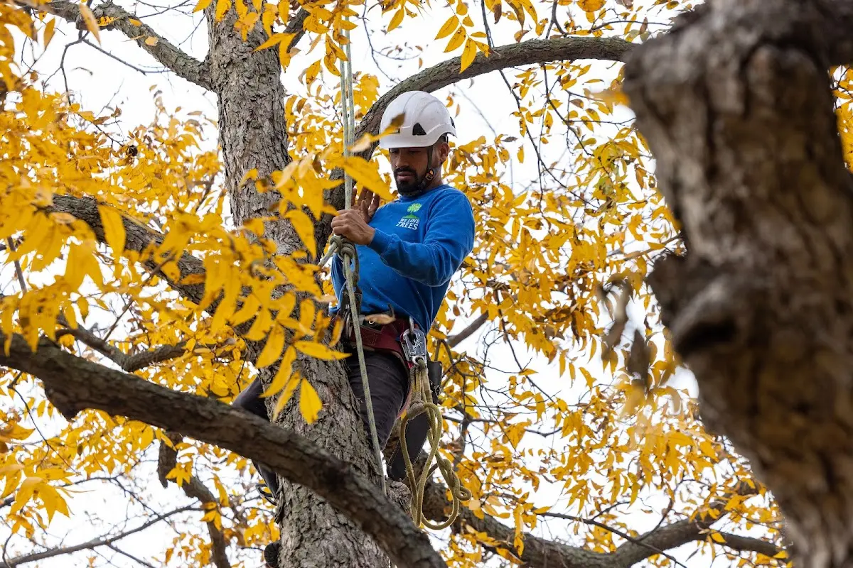Skilled Tree Pruning crew working in Sewickley