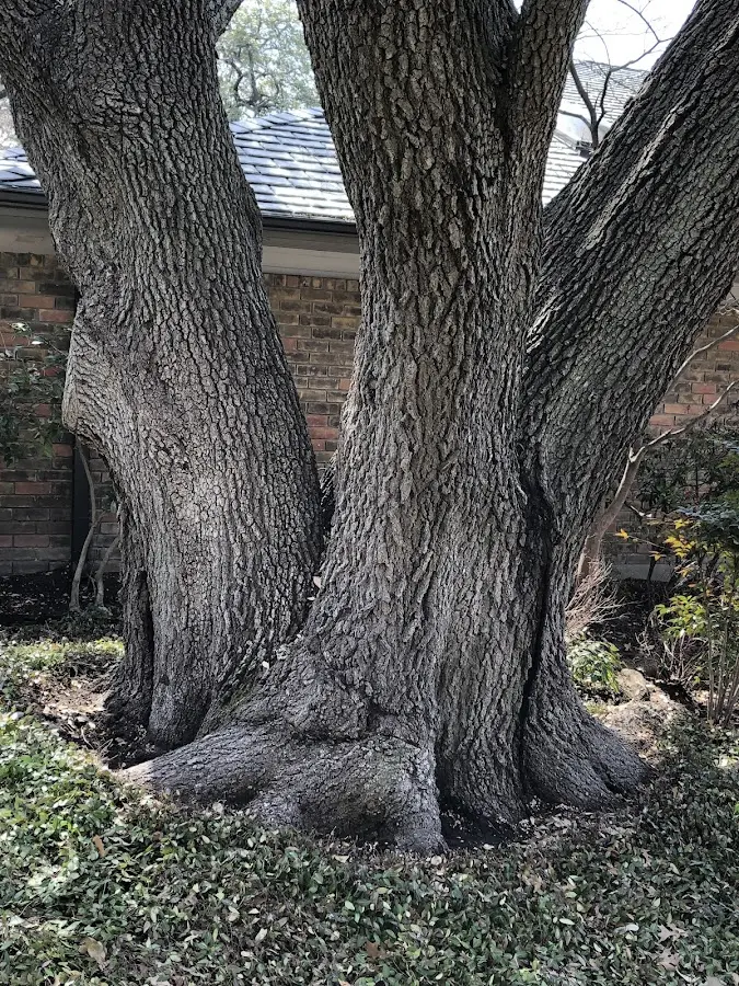 Mature heritage tree close to a Sewickley property cared for by certified arborists